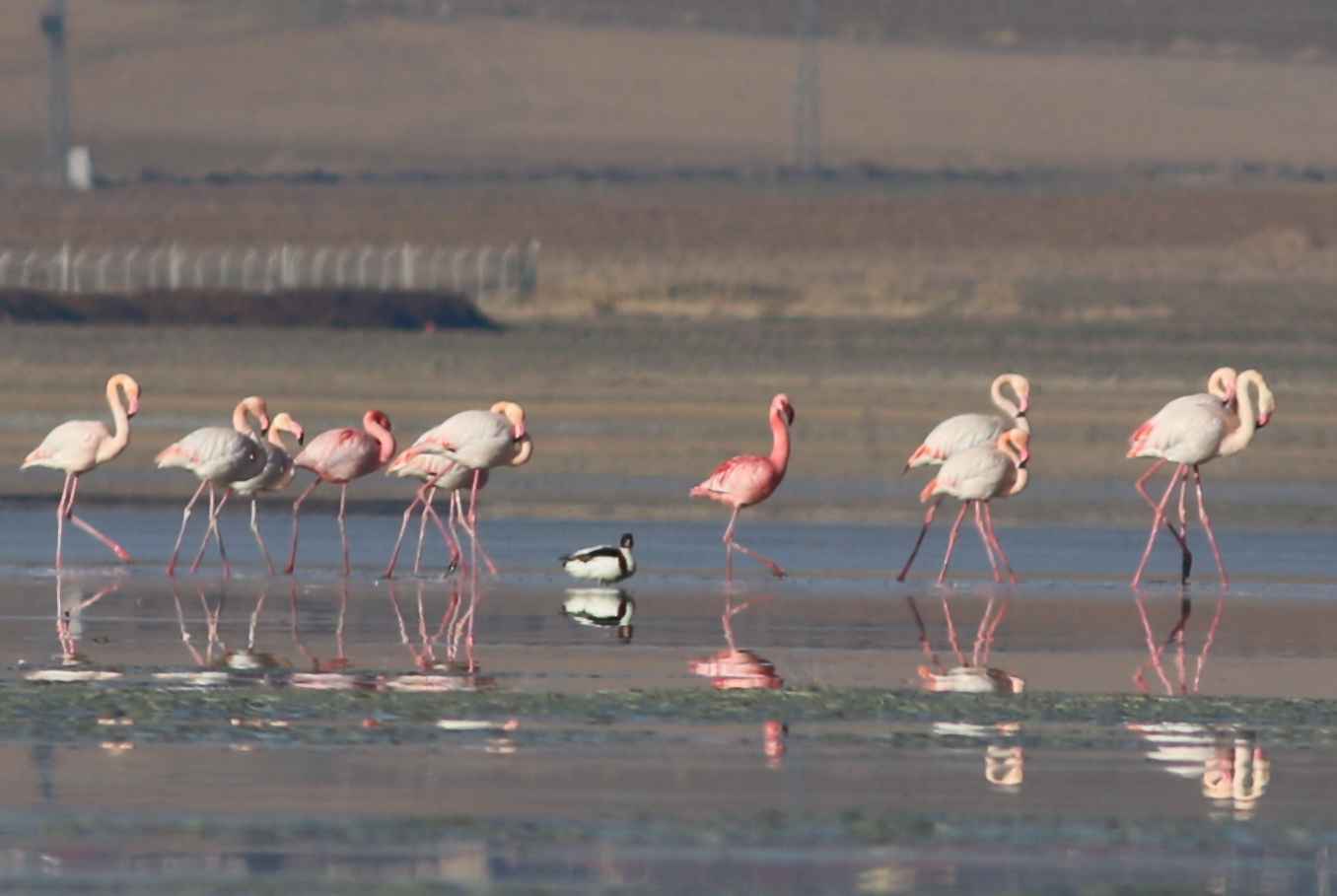 Küçük flamingo